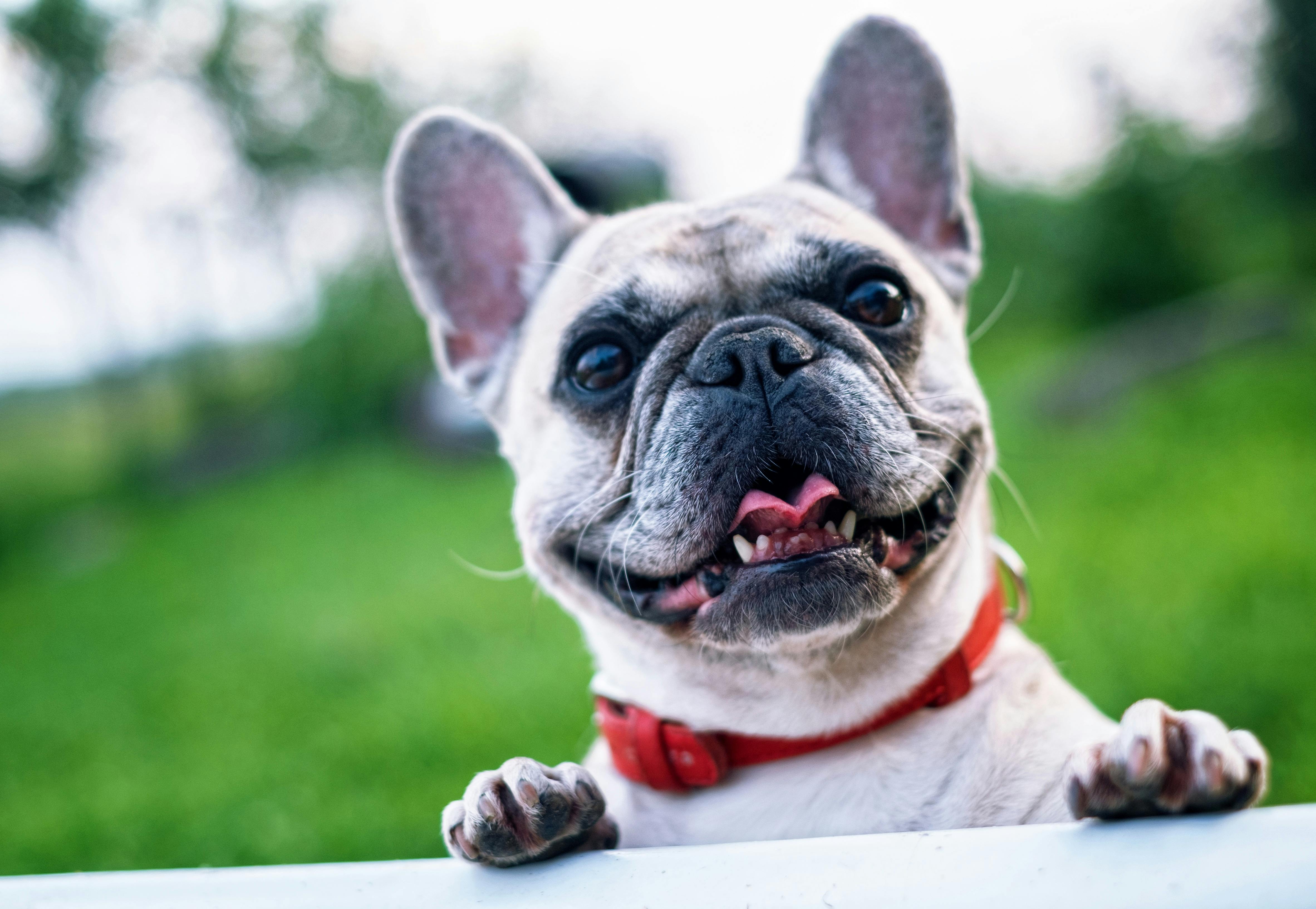 Beyond Points: How Pet-Centered Loyalty Programs Drive 40% Higher Lifetime Value - Article thumbnail