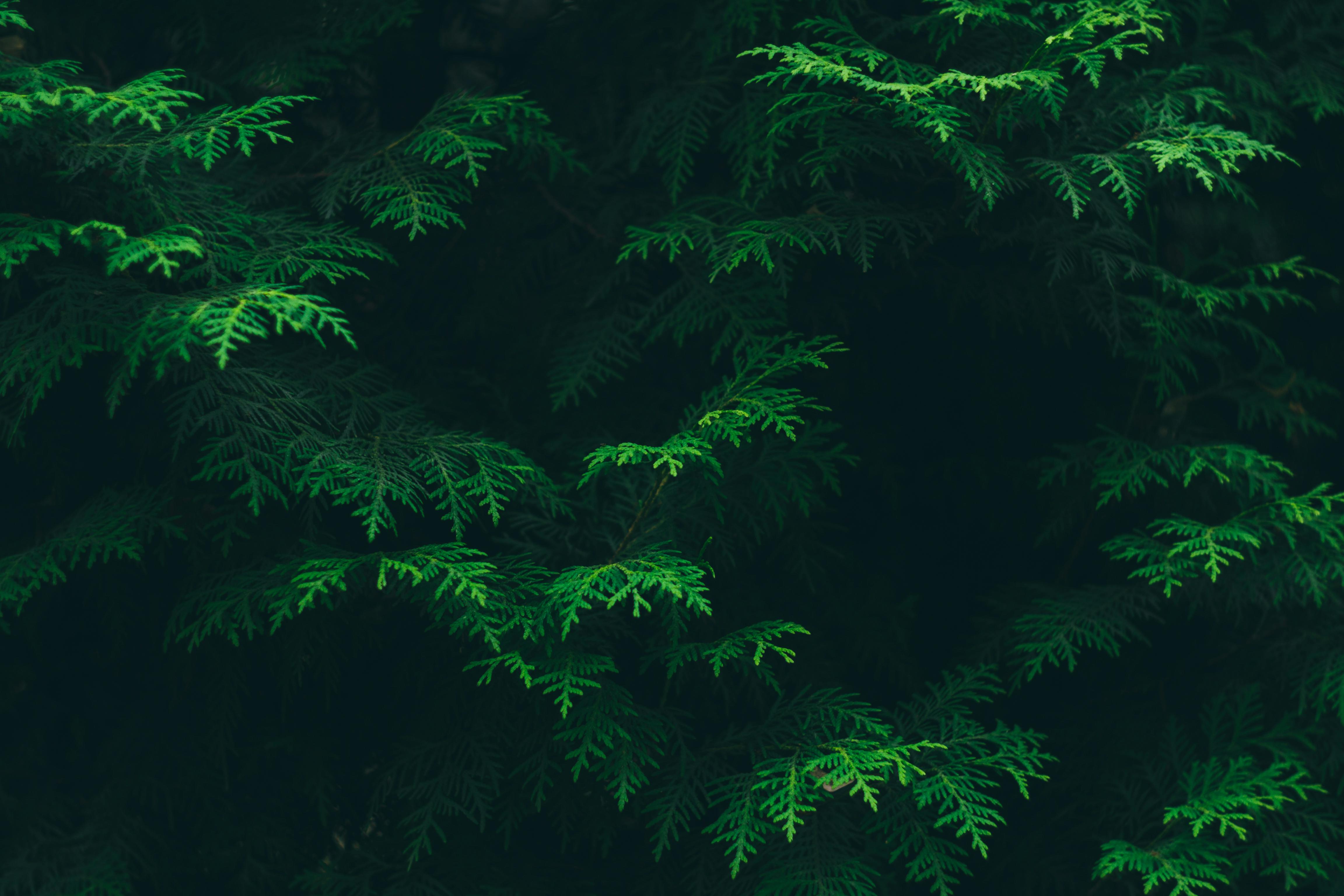 Green Loyalty: How Sustainability Rewards Create Deeper Customer Connections