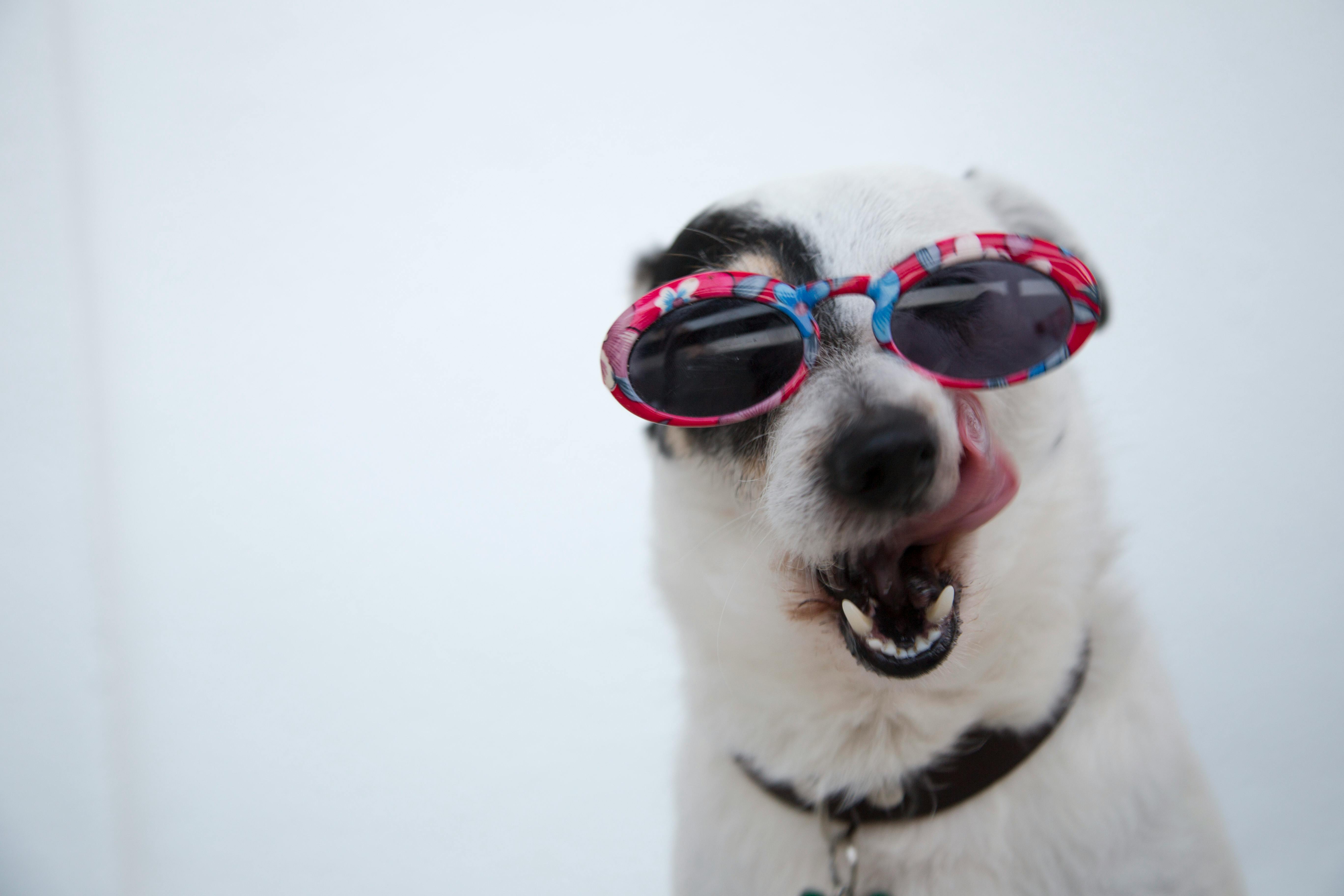 How Pet Retailers Win with Hybrid Subscription-Loyalty Models